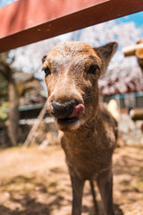 Fototapeta premium Playful and curious fawn deer under cherry blossom in shrine at Nara Park
