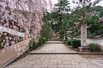 Hasedera temple with sakura blooming over stone path in Nara, Japan