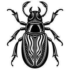 black and white beetle