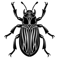 colorado potato beetle