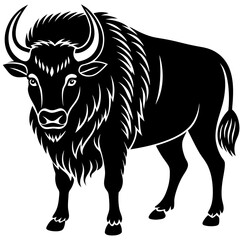 black and white bull