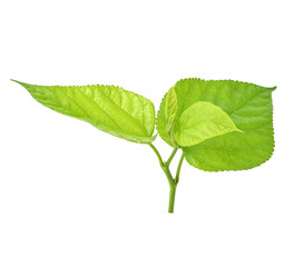 Mulberry leaves green on transparent png