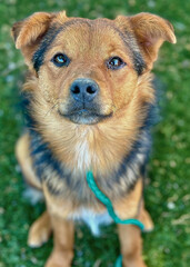 Small Shepherd Mix Dog with Alert Ears