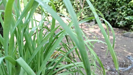 Abundant Lemongrass Plant (Cymbopogon Citratus) Growing in Tropical Climate of Indonesia: Culinary...