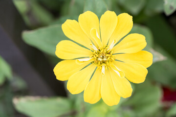Beautiful Zinnia (Zinnia elegans) flower.