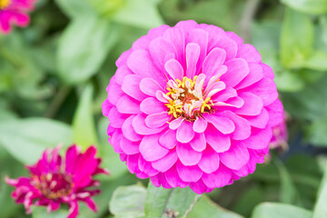 Beautiful Zinnia (Zinnia elegans) flower.