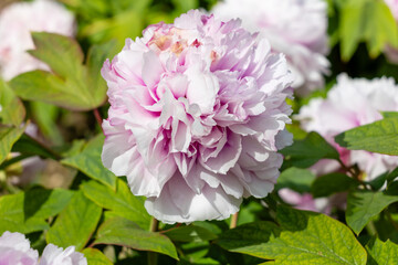 Scientific name is Paeonia Duchesse de Morny flower