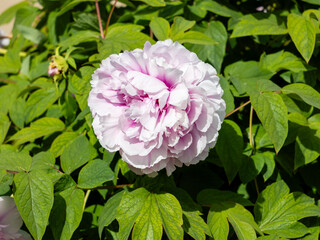 Scientific name is Paeonia Duchesse de Morny flower