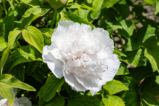 Scientific name is Paeonia Ni Hong Huan Cai flower