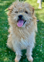 Scruffy Terrier Mix Dog with Tongue Out