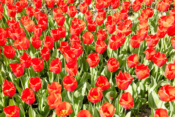 Fototapeta premium flowers of the Tulipa Oxford variety grown in a garden in Madrid