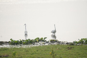 Indian herons and egrets are elegant white wading birds with long legs and necks, often seen near wetlands and rivers.	