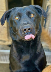 Black Labrador Mix Dog Indoors with Tongue Out