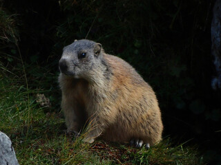 Marmotta alpina