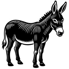 zebra isolated on white