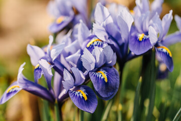 Blooming Purple Iris Flowers in Spring Garden, Close-Up of Vibrant Irises with Yellow Accents, Natural Floral Background, Botanical Beauty in Outdoor Garden, Fresh Seasonal Blossoms
