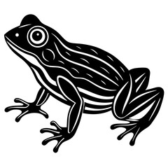 frog vector illustration