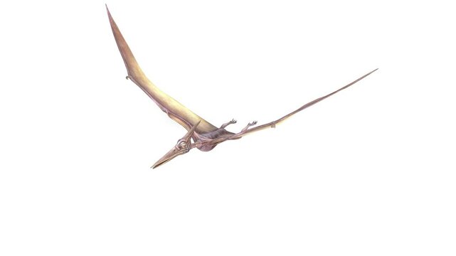 flying pterodactyl dinosaur