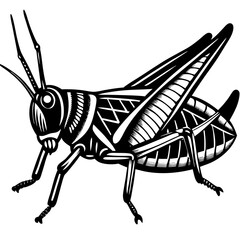 grasshopper on a white background