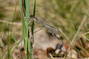 female common blue damselfly or common bluet (enallagma cyathigerum)