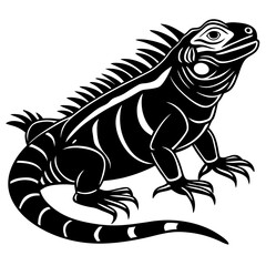 black and white lizard