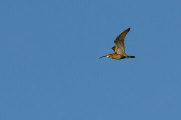 Adult eurasian curlew (numenius arquata) in flight against the blue sky