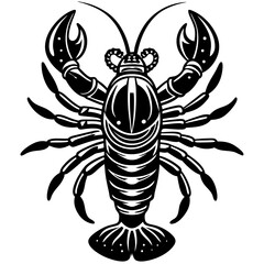 black and white spider