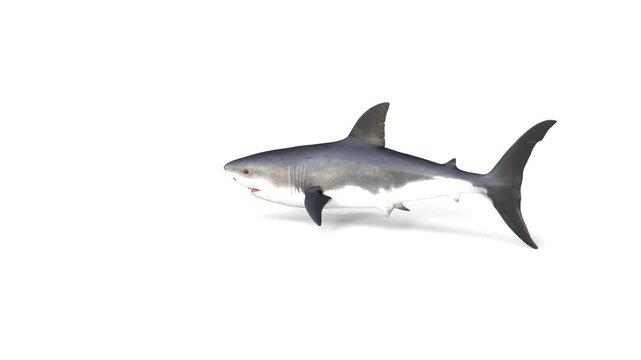 swimming great white shark animation