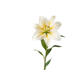 Lily flower png elegant trumpet bloom png garden floral plant png ornamental summer flower png variety of lily types png transparent background image