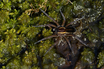 A raft spider (dolomedes fimbriatus) on wet peat moss