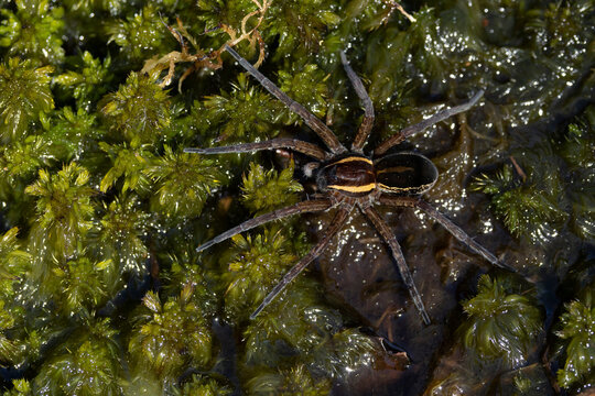 A raft spider (dolomedes fimbriatus) on wet peat moss