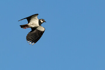 Adult Northern Lapwing (Vanellus vanellus) in flight against the blue sky