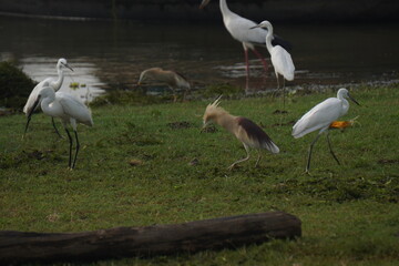Indian herons and egrets are elegant white wading birds with long legs and necks, often seen near wetlands and rivers.	