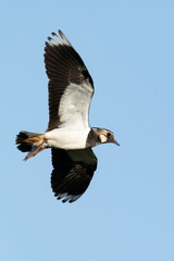 Adult Northern Lapwing (Vanellus vanellus) in flight against the blue sky