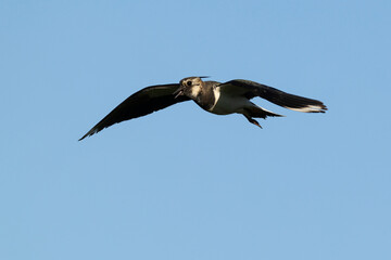 Adult Northern Lapwing (Vanellus vanellus) in flight against the blue sky