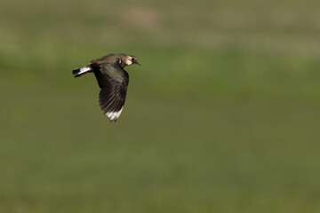 Obraz premium Adult Northern Lapwing (Vanellus vanellus) in flight over a green meadow