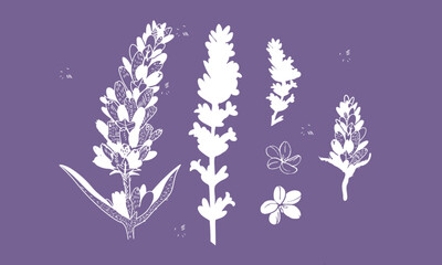lavender set of flowers 