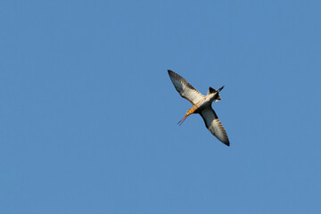 courtship flight of a male black-tailed godwitt (Limosa limosa)