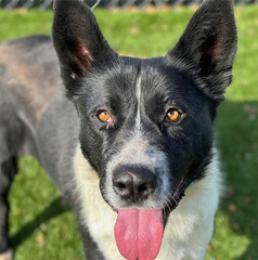 Black and White Dog with Upright Ears and Tongue Out