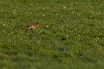 foraging adult black-tailed godwitt (Limosa limosa) on wetland