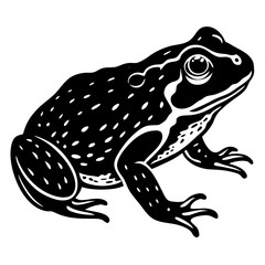 frog isolated on white