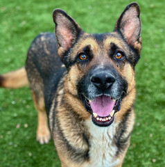 German Shepherd Dog Smiling Brightly Outdoors