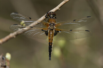 Male Four-spotted Chaser (Libellula quadrimaculata) perching on a branch