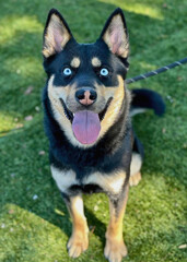 Black Husky Mix Dog Sitting on Lawn