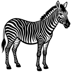 zebra isolated on white background