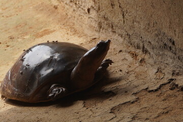 Softshell turtles are aquatic reptiles with flattened, leathery shells, long necks, and...