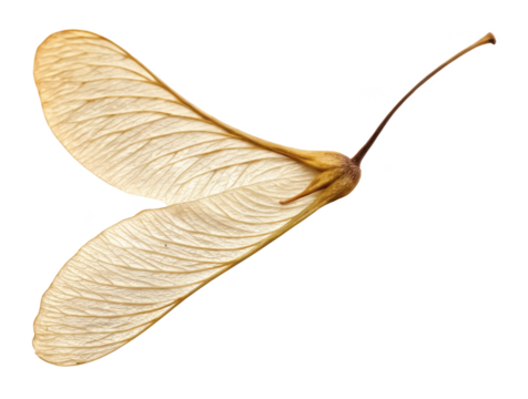 maple seed png winged seed png helicopter seed png botanical seed png tree seed png nature seed png natural seed png transparent background image