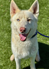 Cream Colored Husky with Blue Eyes and Leash