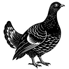 dove isolated on white