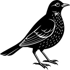 vector illustration of a bird